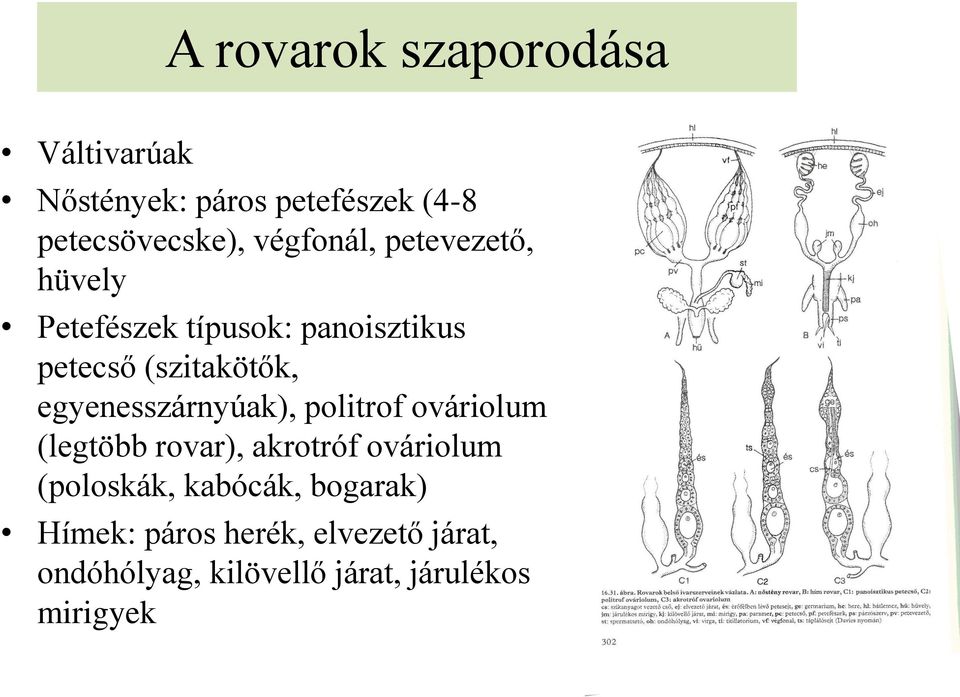 egyenesszárnyúak), politrof ováriolum (legtöbb rovar), akrotróf ováriolum (poloskák,