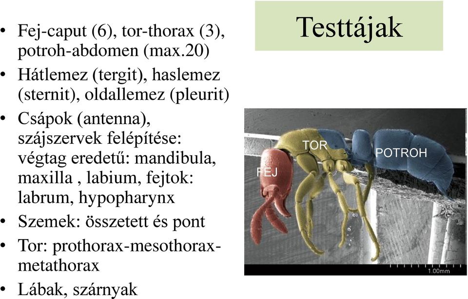 szájszervek felépítése: végtag eredetű: mandibula, maxilla, labium, fejtok: