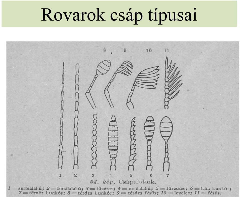 típusai