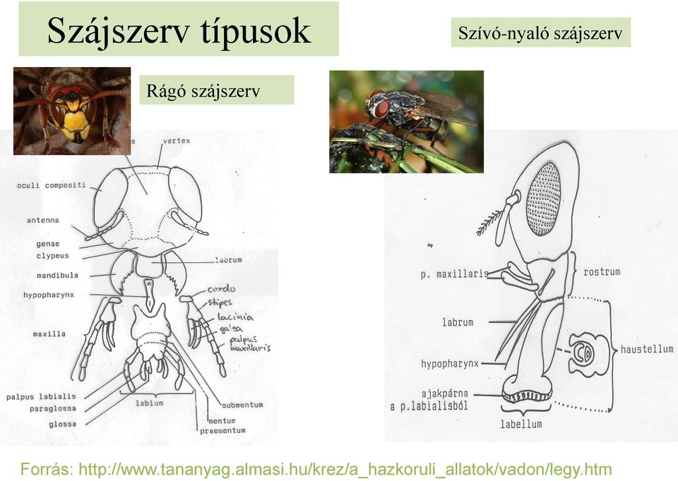 http://www.tananyag.almasi.