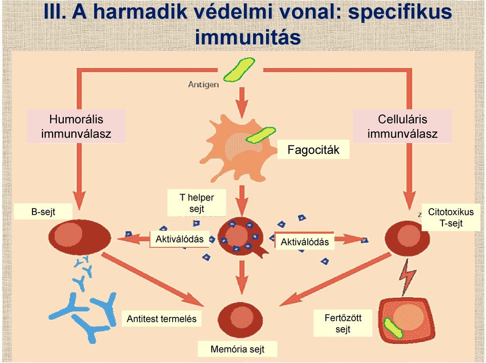 immunválasz B-sejt T helper sejt Aktiválódás