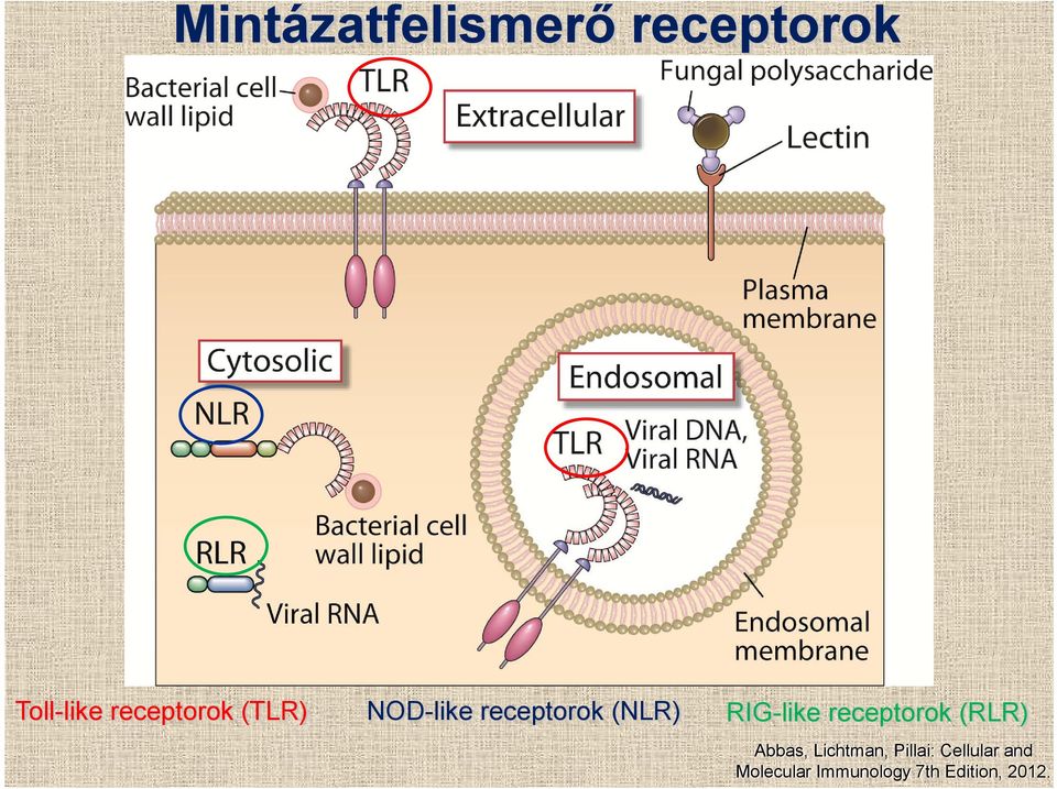 RIG-like receptorok (RLR) Abbas, Lichtman,