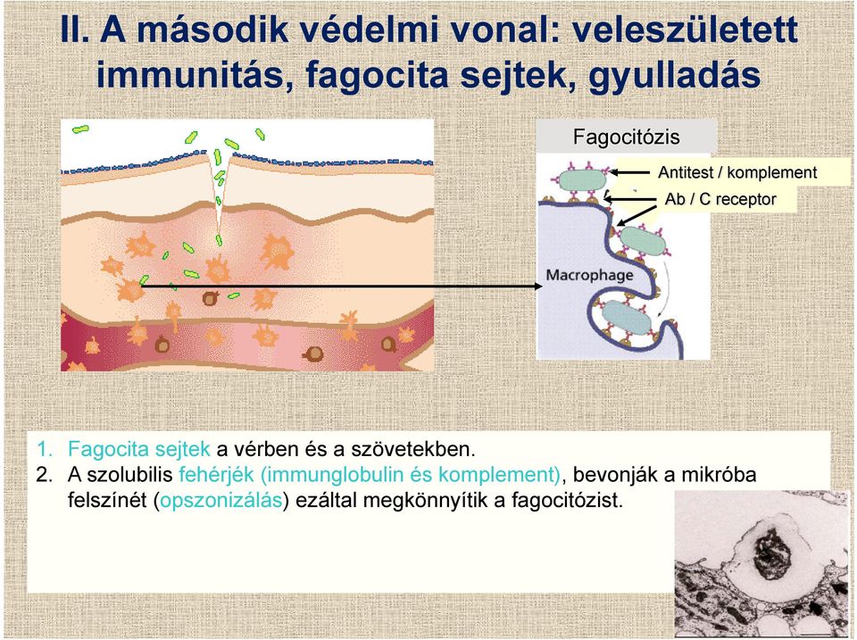 Fagocita sejtek a vérben és a szövetekben. 2.