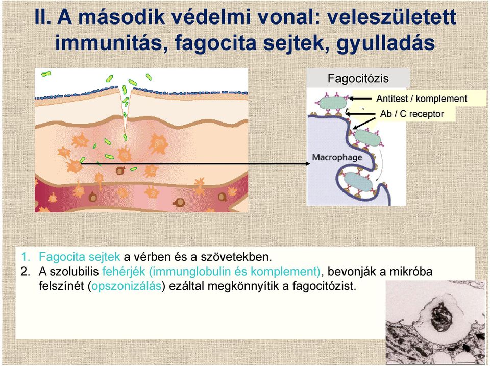 Fagocita sejtek a vérben és a szövetekben. 2.