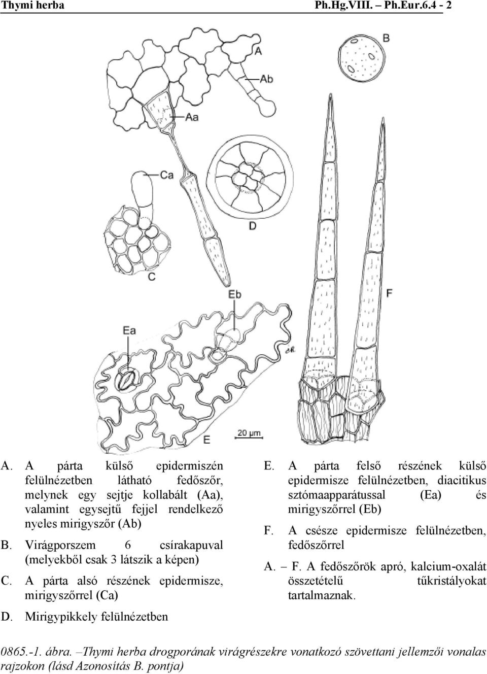 Virágporszem 6 csírakapuval (melyekből csak 3 látszik a képen) C. A párta alsó részének epidermisze, mirigyszőrrel (Ca) D. Mirigypikkely felülnézetben E.