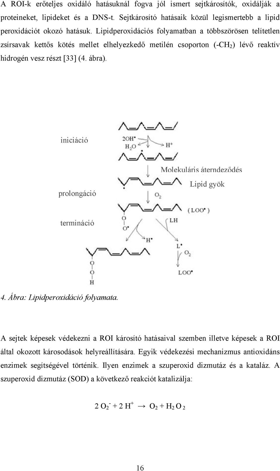 iniciáció Molekuláris áterndeződés prolongáció Lipid gyök termináció 4. Ábra: Lipidperoxidáció folyamata.