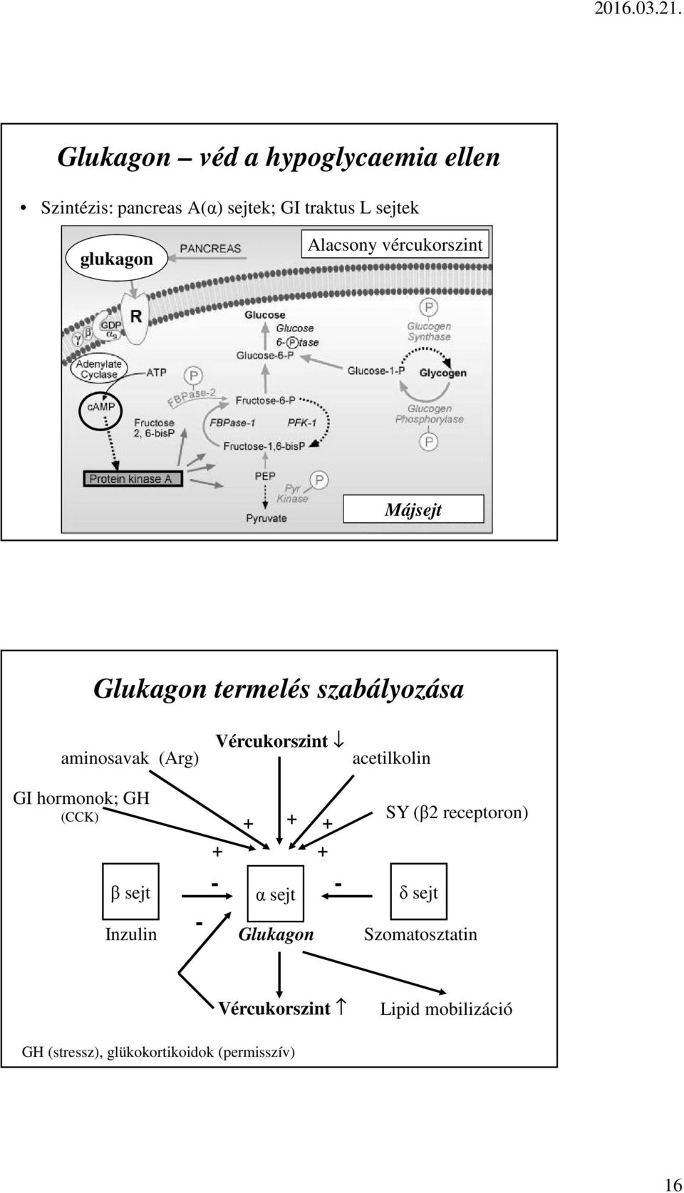 acetilkolin GI hormonok; GH (CCK) + β sejt α sejt δ sejt Inzulin - + + - + + - SY (β2 receptoron)