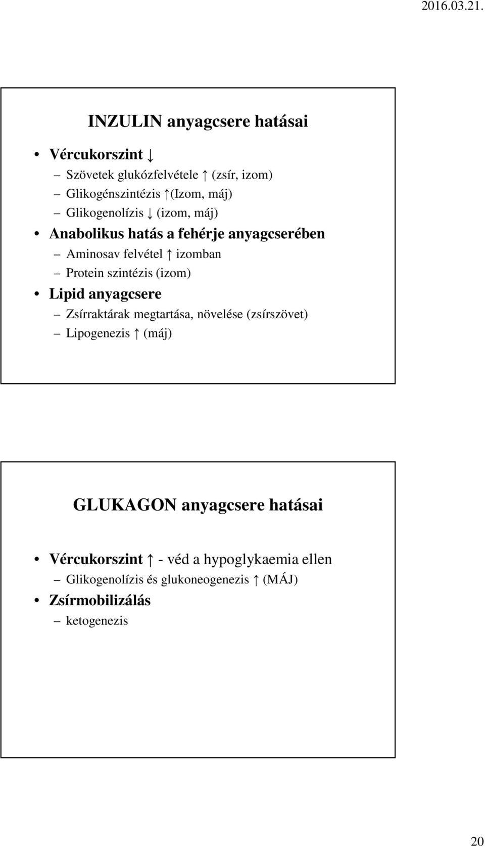 (izom) Lipid anyagcsere Zsírraktárak megtartása, növelése (zsírszövet) Lipogenezis (máj) GLUKAGON anyagcsere