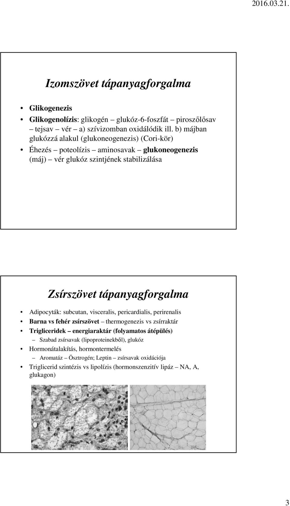 tápanyagforgalma Adipocyták: subcutan, visceralis, pericardialis, perirenalis Barna vs fehér zsírszövet thermogenezis vs zsírraktár Trigliceridek energiaraktár
