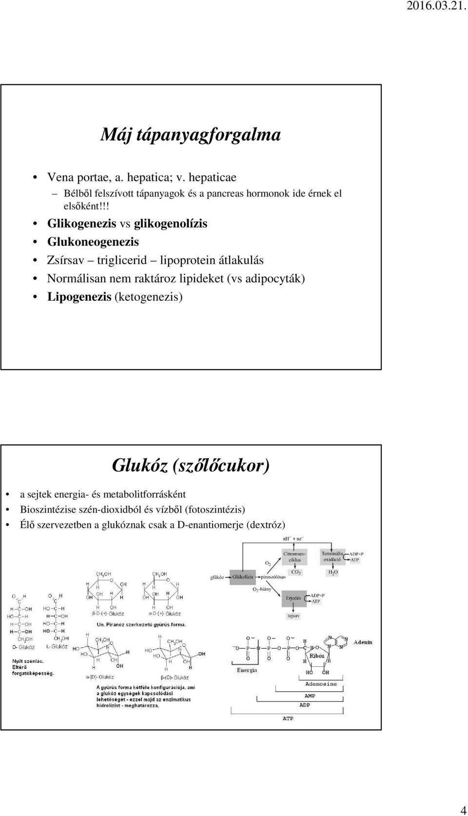 !! Glikogenezis vs glikogenolízis Glukoneogenezis Zsírsav triglicerid lipoprotein átlakulás Normálisan nem raktároz