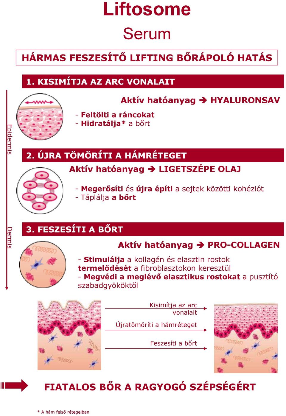 ÚJRA TÖMÖRÍTI A HÁMRÉTEGET Aktív hatóanyag LIGETSZÉPE OLAJ - Megerısíti és újra építi a sejtek közötti kohéziót - Táplálja a bırt 3.