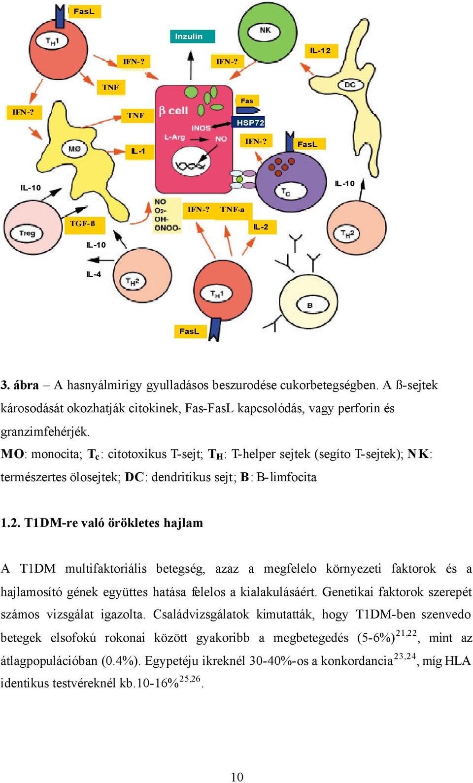 MO: monocita; T c : citotoxikus T-sejt; T H : T-helper sejtek (segíto T-sejtek); NK: természertes ölosejtek; DC: dendritikus sejt; B: B-limfocita 1.2.