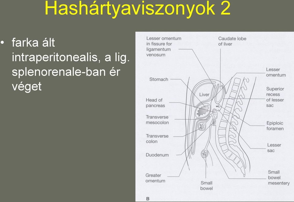 intraperitonealis, a