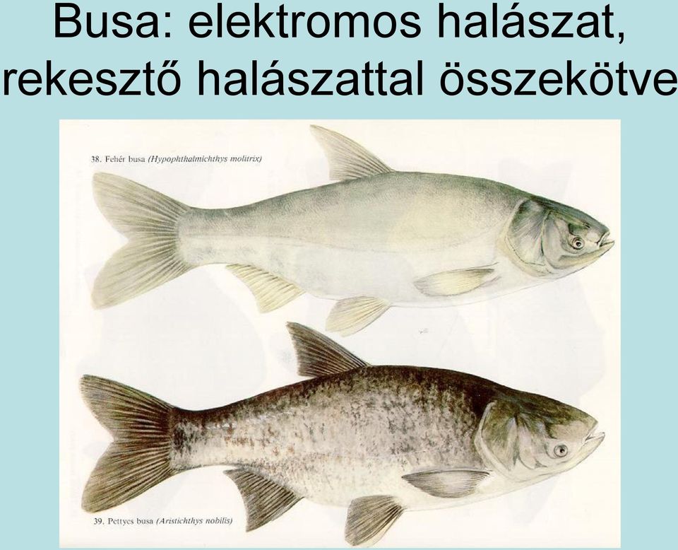 halászat,
