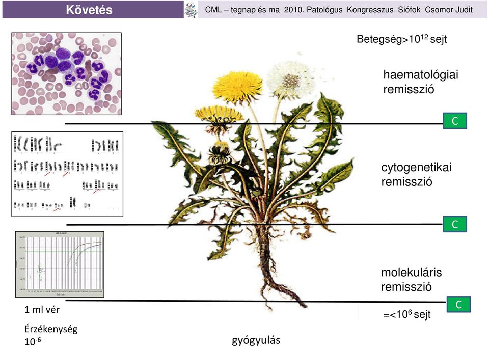 cytogenetikai remisszió C 1 ml vér