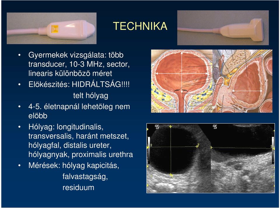 életnapnál lehetıleg nem elıbb Hólyag: longitudinalis, transversalis, haránt