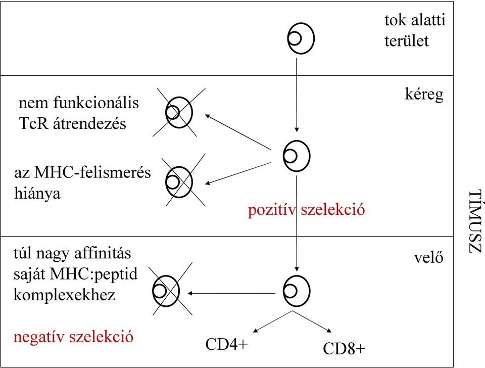nagy affinitás saját MHC:peptid komplexekhez