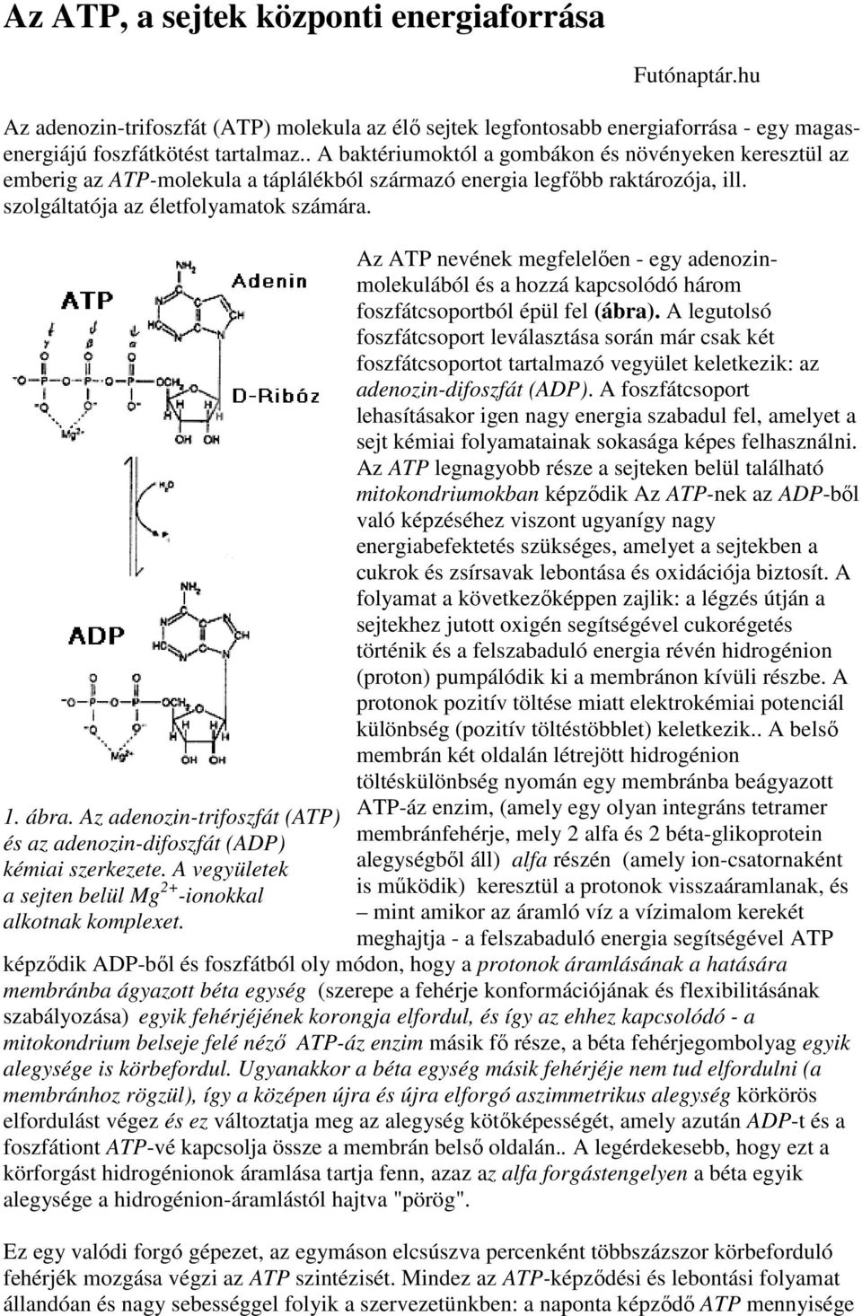 Az adenozin-trifoszfát (ATP) és az adenozin-difoszfát (ADP) kémiai szerkezete. A vegyületek a sejten belül Mg 2+ -ionokkal alkotnak komplexet.
