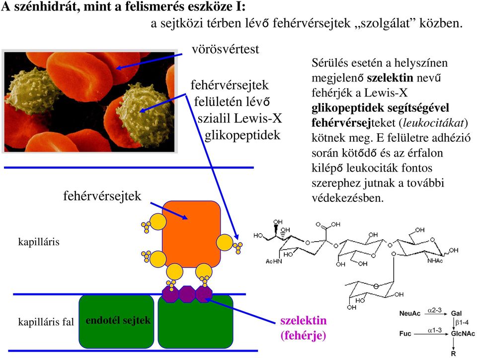 szelektin nevű fehérjék a Lewis-X glikopeptidek segítségével fehérvérsejteket (leukocitákat) kötnek meg.