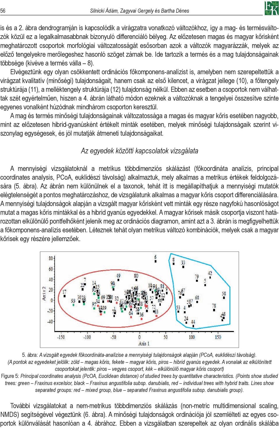 Az előzetesen magas és magyar kőrisként meghatározott csoportok morfológiai változatosságát esősorban azok a változók magyarázzák, melyek az előző tengelyekre merőlegeshez hasonló szöget zárnak be.