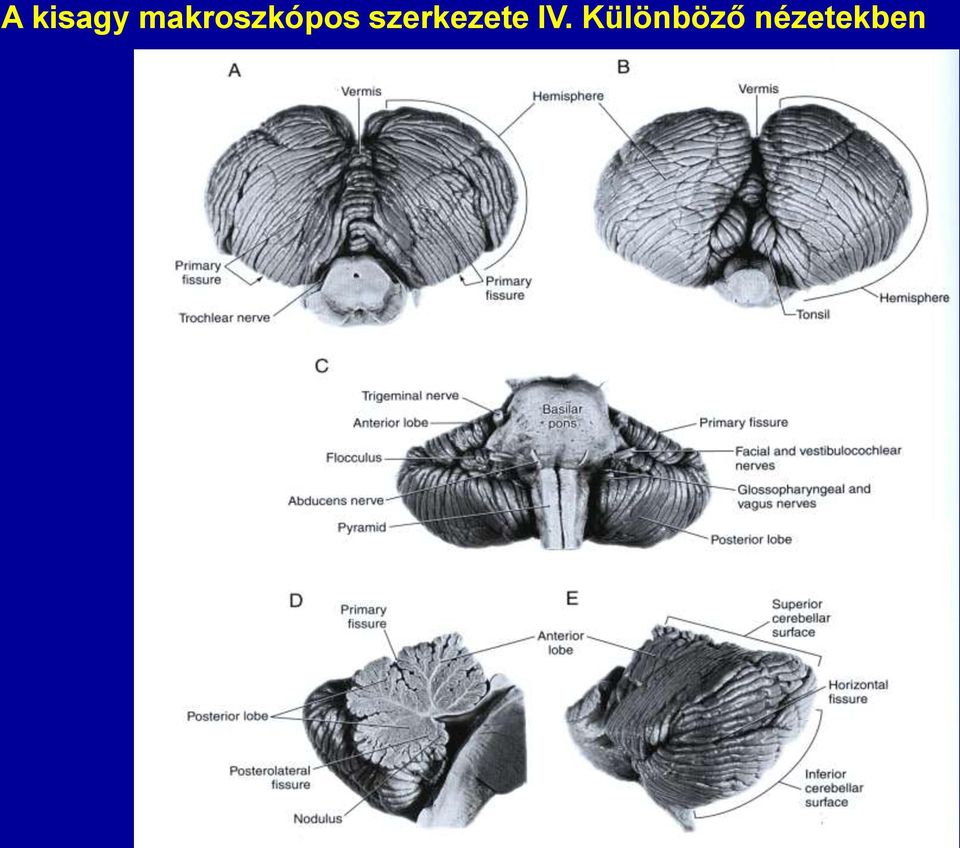 szerkezete IV.
