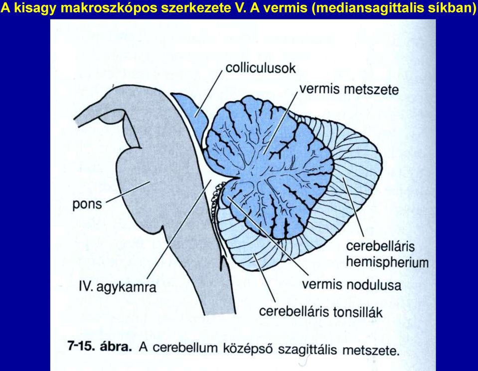szerkezete V.