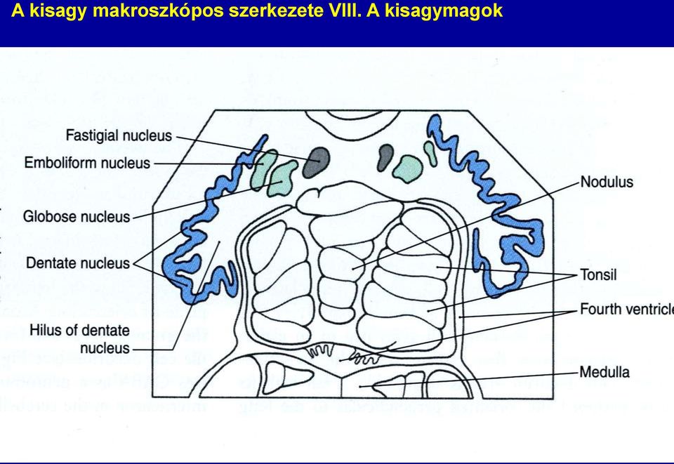 szerkezete