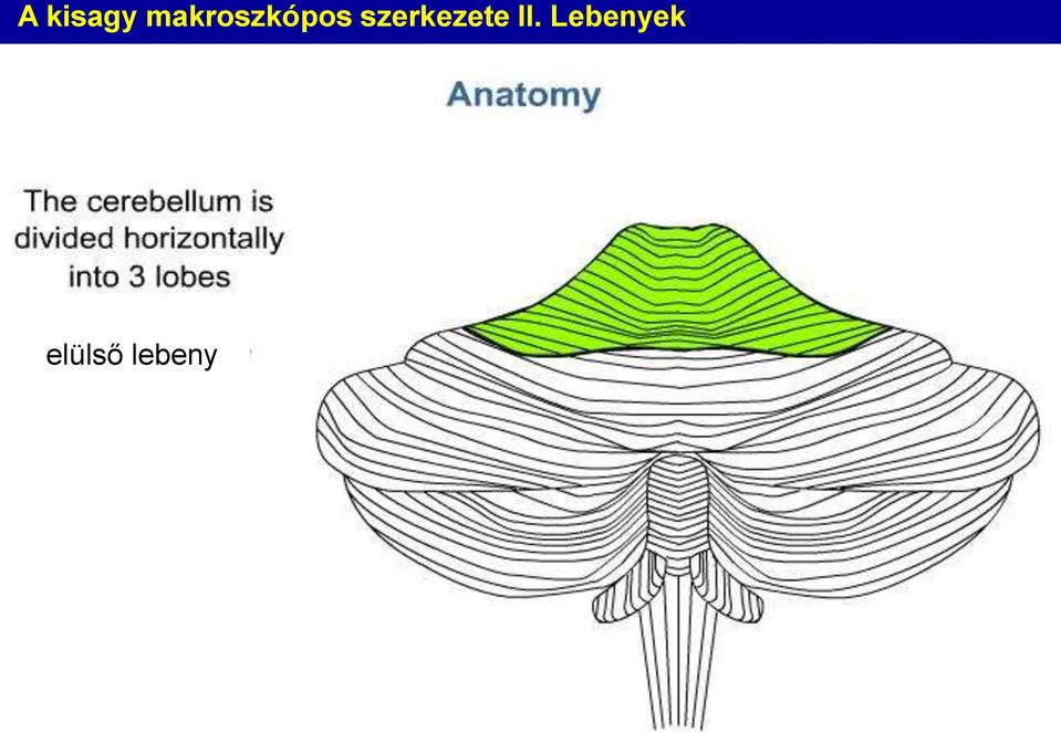 szerkezete II.