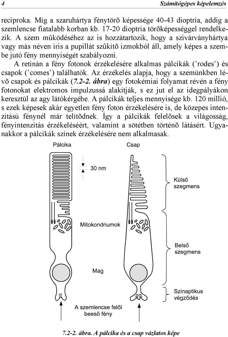A retinán a fény fotonok érzékelésére alkalmas pálcikák ( rodes ) és csapok ( comes ) találhatók. Az érzékelés alapja, hogy a szemünkben lévõ csapok és pálcikák (7.2-2.