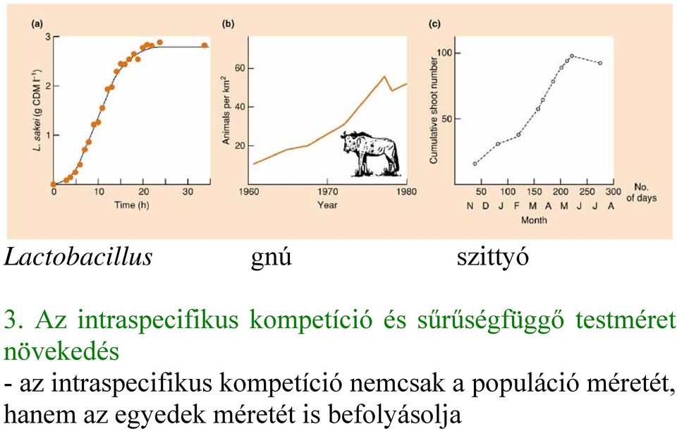 testméret növekedés - az intraspecifikus