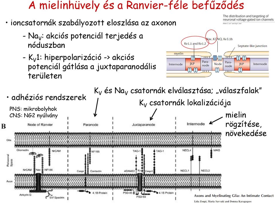 gátlása a juxtaparanodális területen adhéziós rendszerek PNS: mikrobolyhok CNS: NG2 nyúlvány K