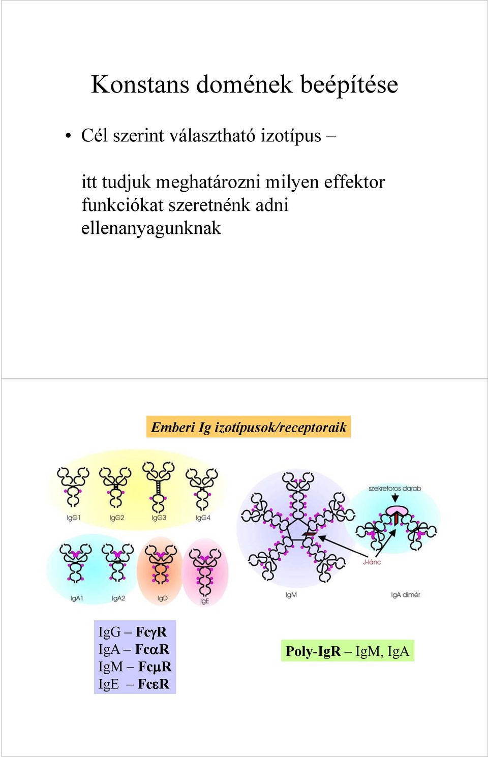 funkciókat szeretnénk adni ellenanyagunknak Emberi Ig