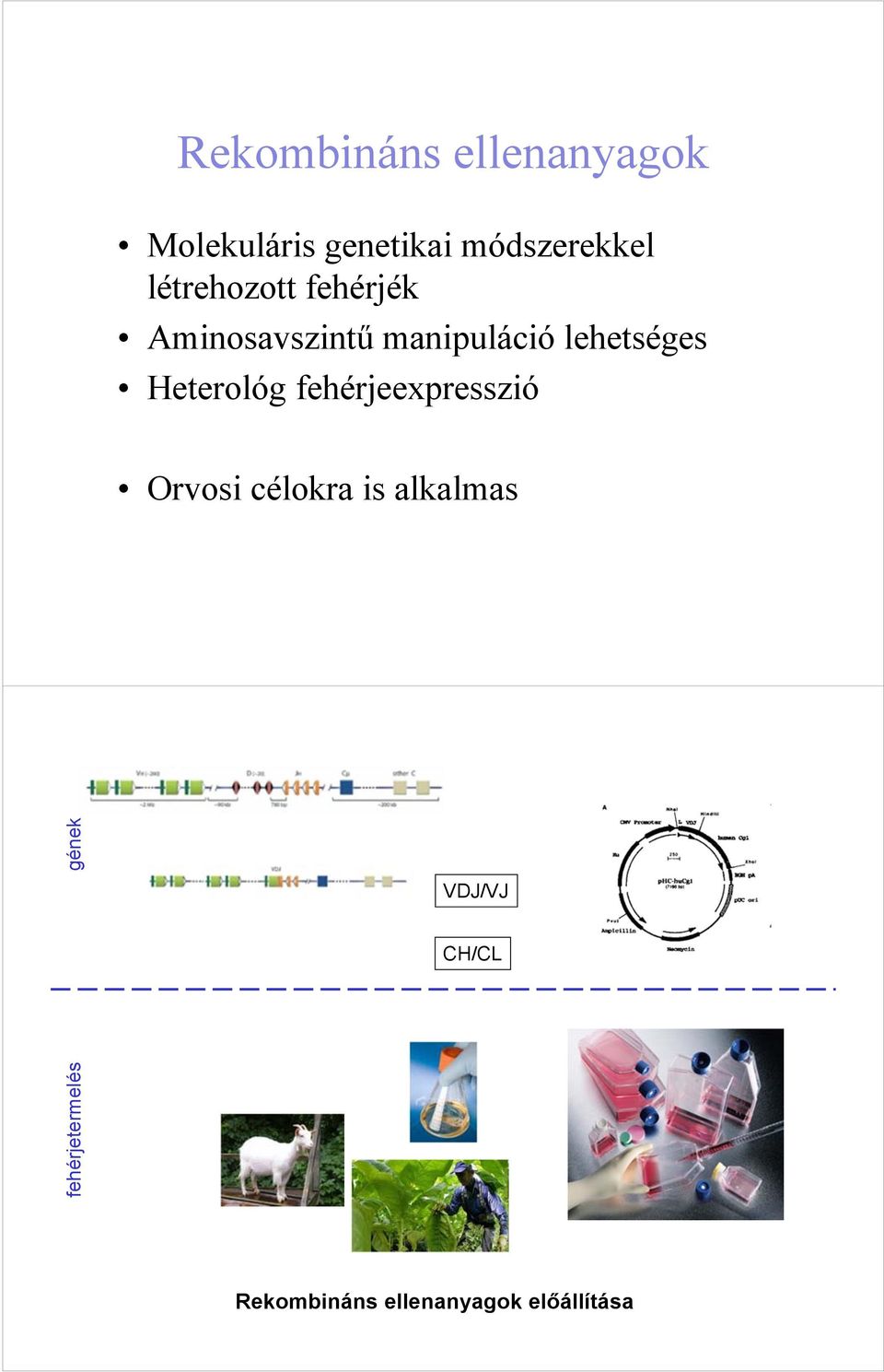 Heterológ fehérjeexpresszió Orvosi célokra is alkalmas