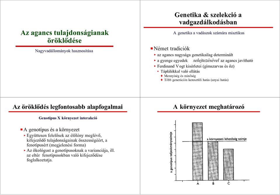 keresztüli hatás (anyai hatás) Az öröklôdés legfontosabb alapfogalmai A környezet meghatározó Genotípus X környezet interakció P A genotípus és a környezet < Együttesen felelôsek az