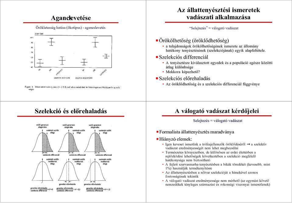 P Szelekciós differenciál A tenyésztésre kiválasztott egyedek és a populáció egésze közötti átlag különbsége Mekkora képezhetõ?