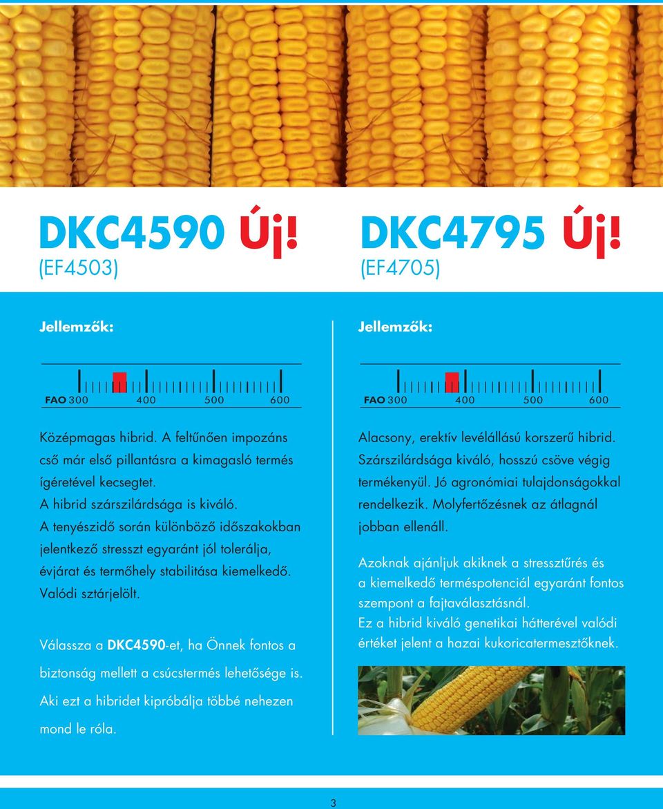 Válassza a DKC4590-et, ha Önnek fontos a Alacsony, erektív levélállású korszerű hibrid. Szárszilárdsága kiváló, hosszú csöve végig termékenyül. Jó agronómiai tulajdonságokkal rendelkezik.