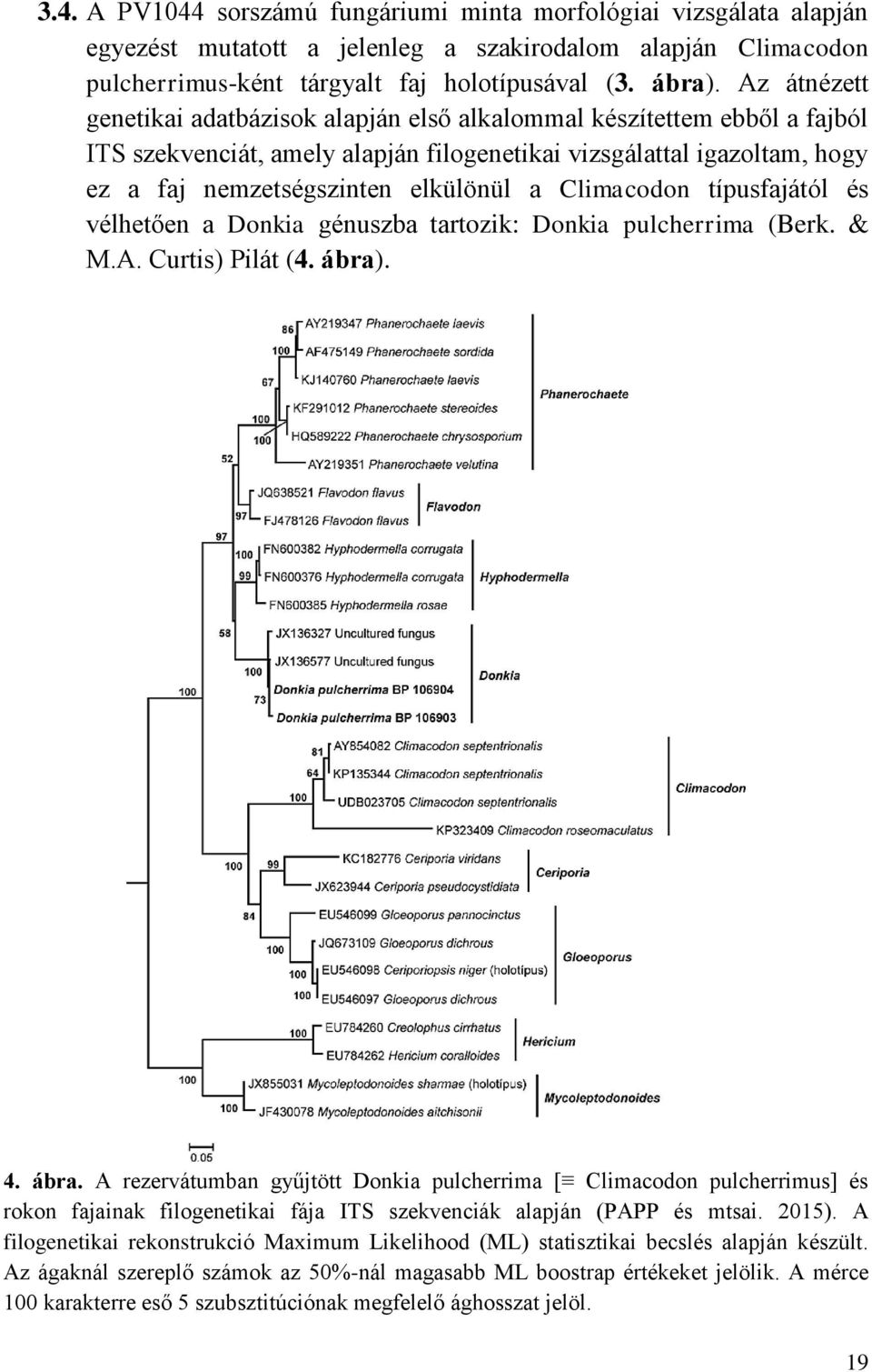 Climacodon típusfajától és vélhetően a Donkia génuszba tartozik: Donkia pulcherrima (Berk. & M.A. Curtis) Pilát (4. ábra)
