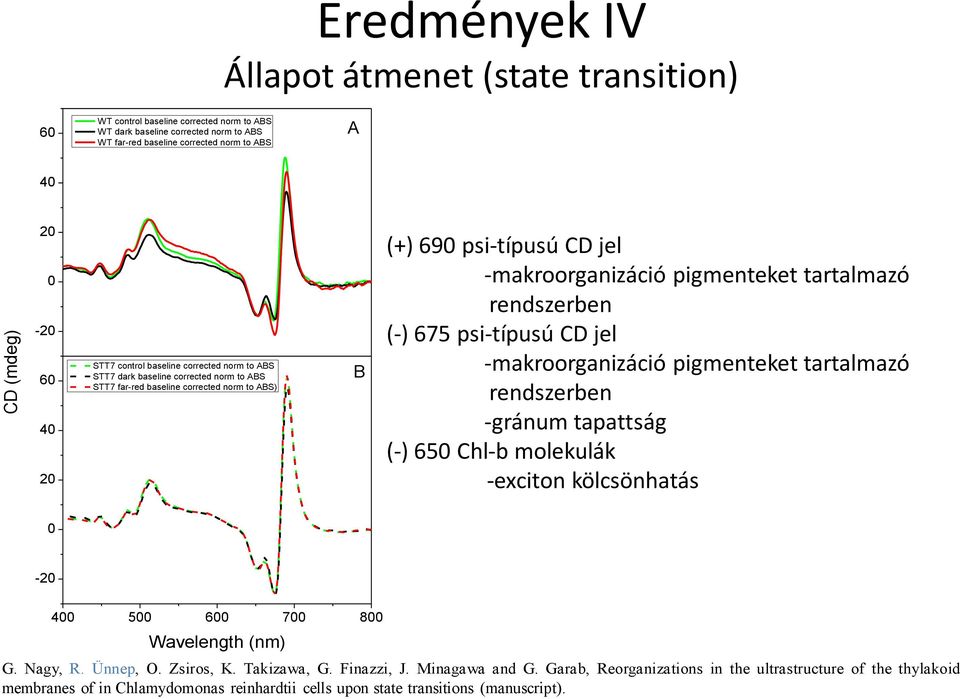 tartalmazó rendszerben (-) 675 psi-típusú CD jel -makroorganizáció pigmenteket tartalmazó rendszerben -gránum tapattság (-) 650 Chl-b molekulák -exciton kölcsönhatás 0-0 400 500 600 700 800