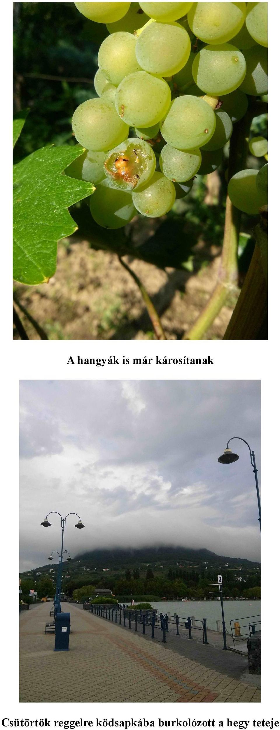 Csütörtök reggelre