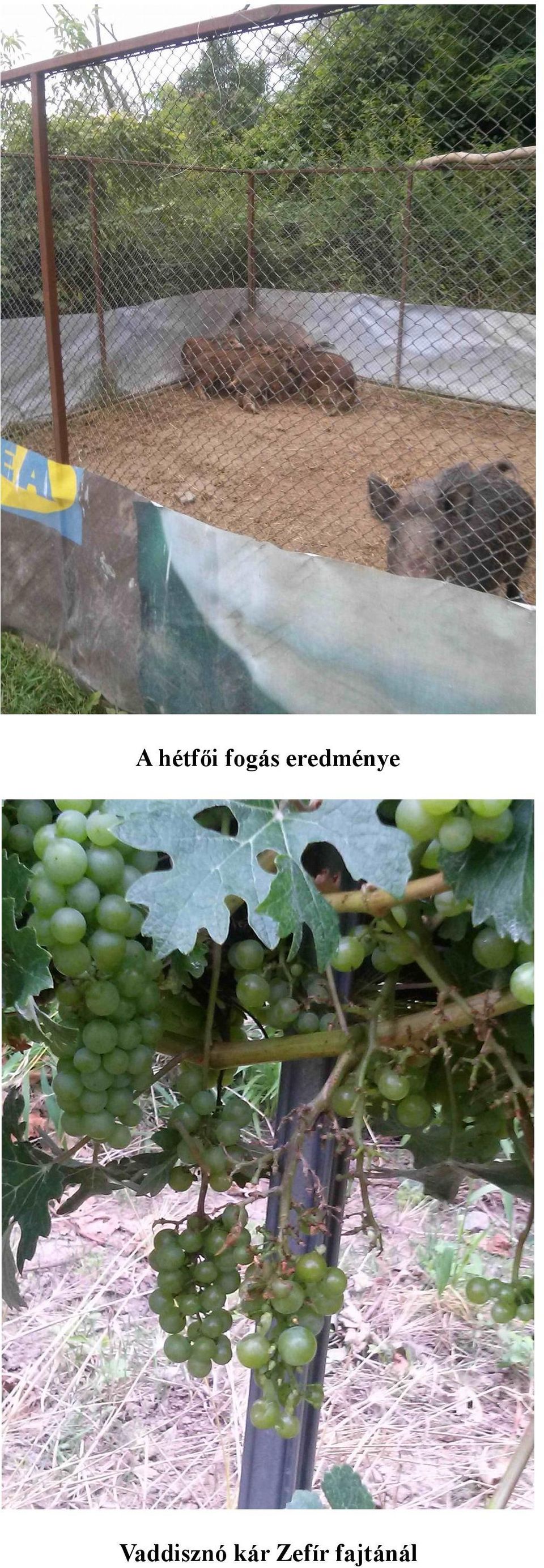 eredménye