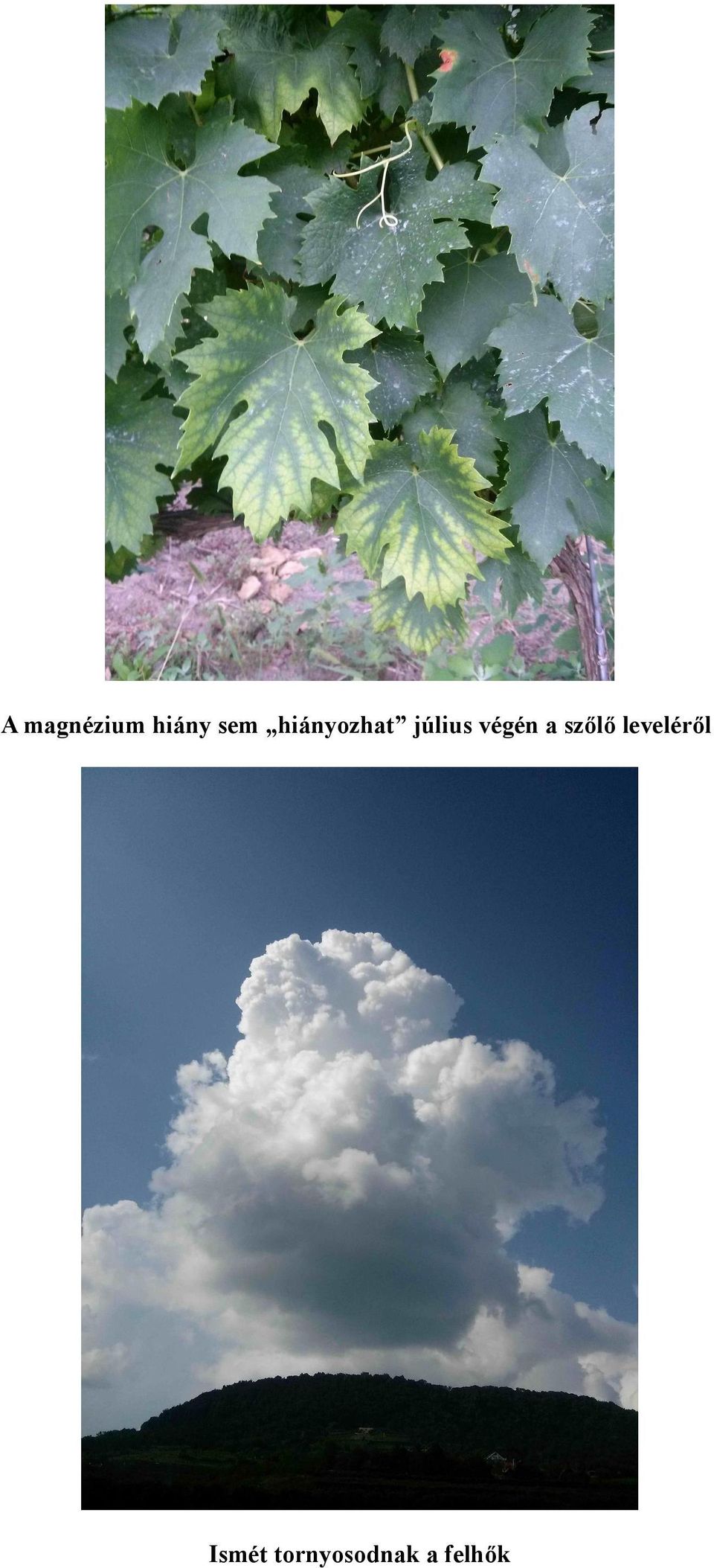végén a szőlő