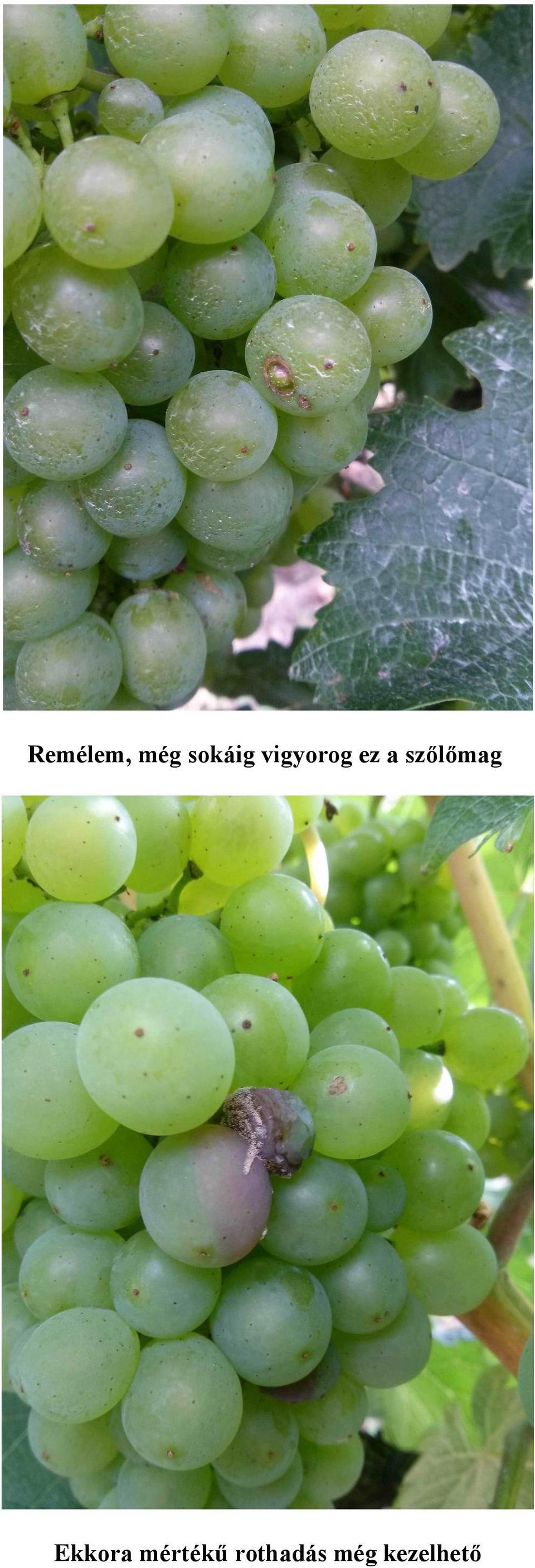 szőlőmag Ekkora