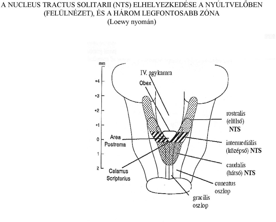NYÚLTVELŐBEN (FELÜLNÉZET), ÉS
