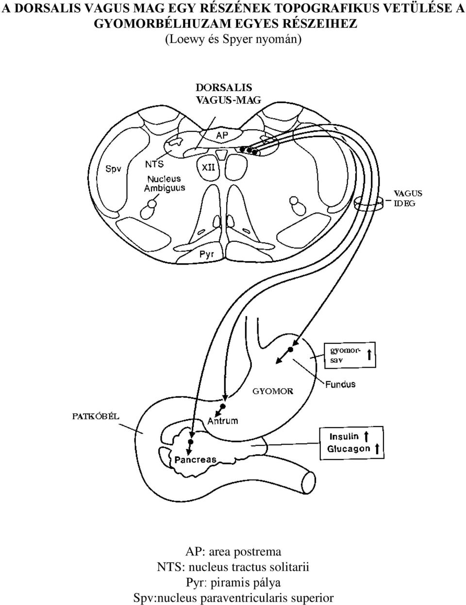 Spyer nyomán) AP: area postrema NTS: nucleus tractus