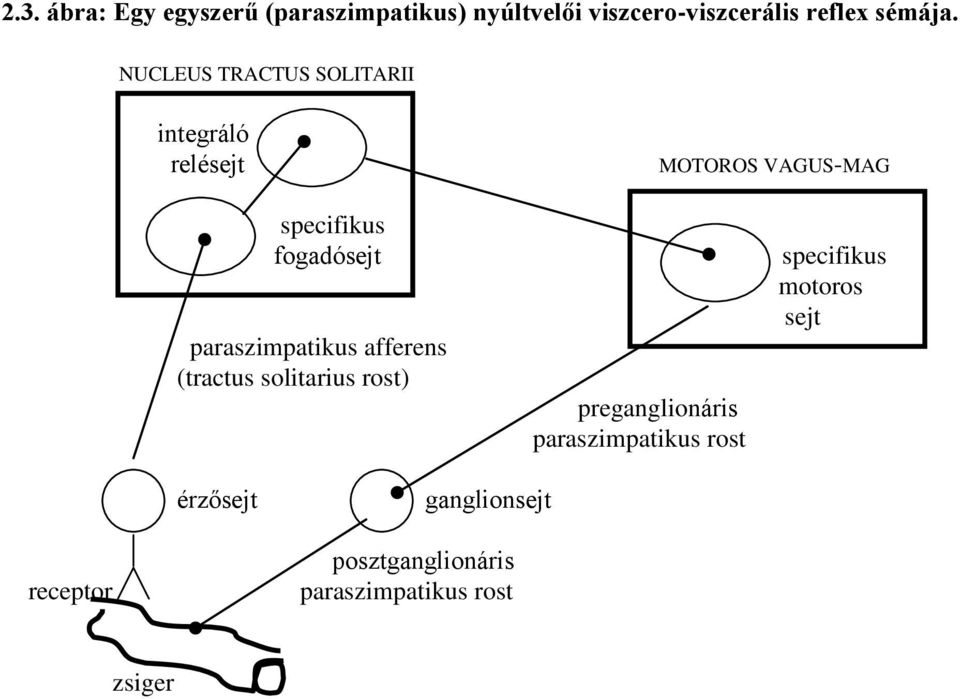 paraszimpatikus afferens (tractus solitarius rost) preganglionáris paraszimpatikus rost