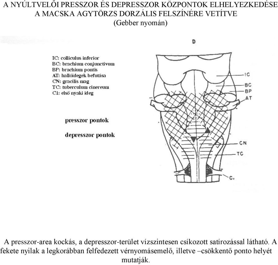 a depresszor-terület vízszintesen csíkozott satírozással látható.