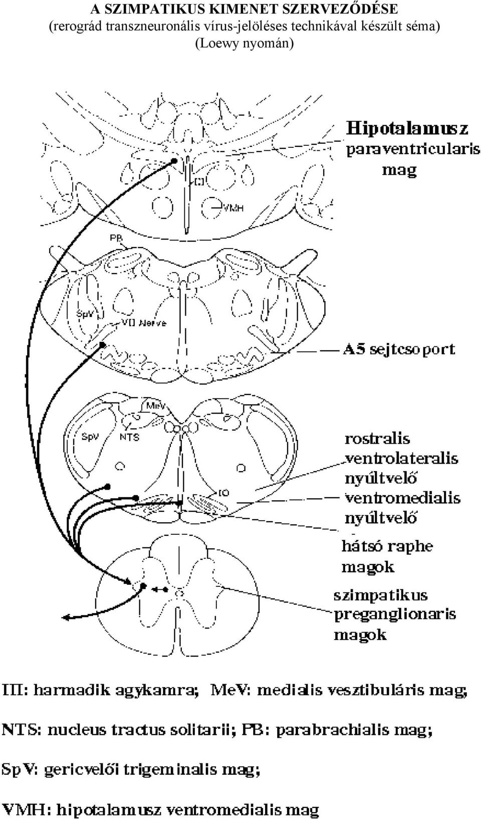 transzneuronális