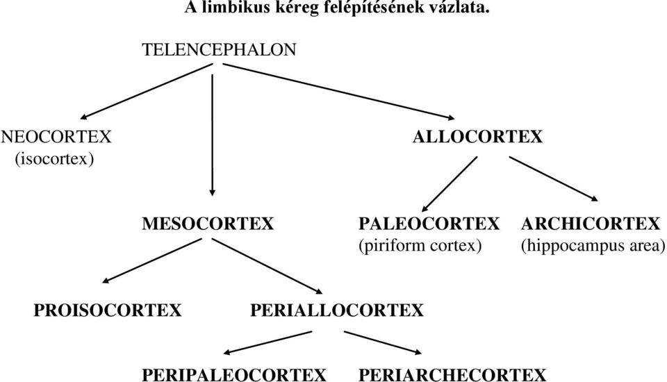 MESOCORTEX PALEOCORTEX ARCHICORTEX (piriform cortex)