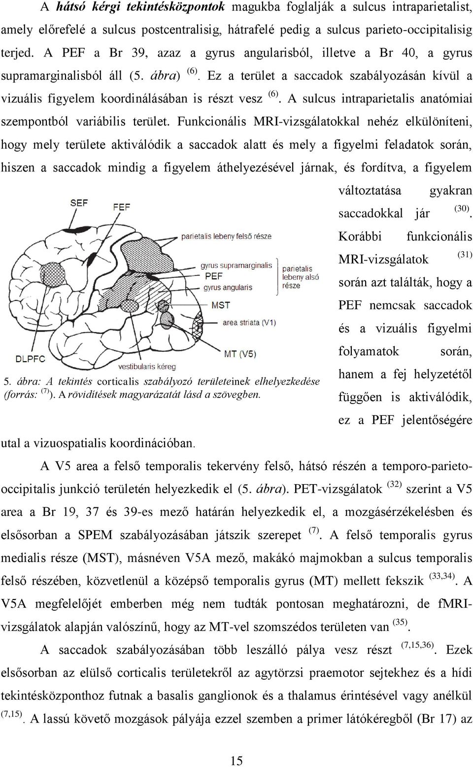 Ez a terület a saccadok szabályozásán kívül a vizuális figyelem koordinálásában is részt vesz (6). A sulcus intraparietalis anatómiai szempontból variábilis terület.