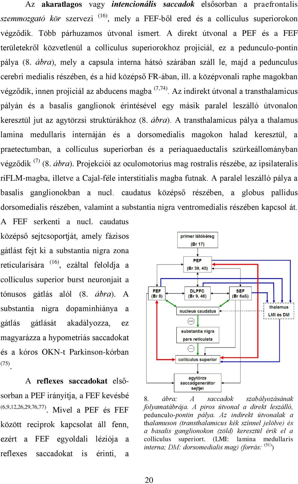 ábra), mely a capsula interna hátsó szárában száll le, majd a pedunculus cerebri medialis részében, és a híd középső FR-ában, ill.